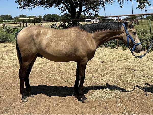 dog-andalusian-horse