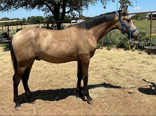 dog-gentle-andalusian-horse