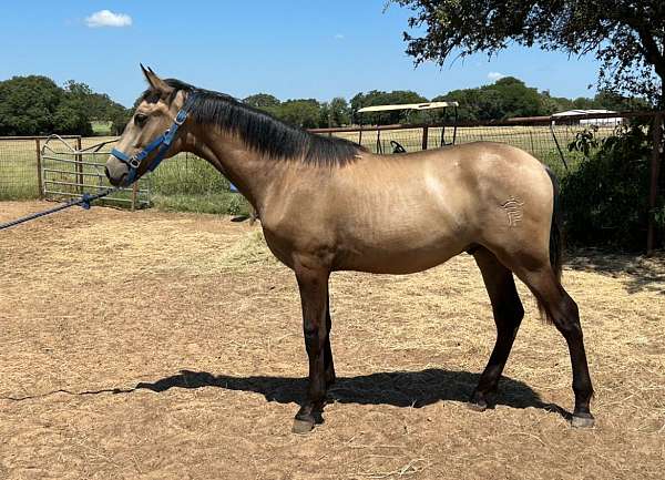 long-legs-andalusian-horse