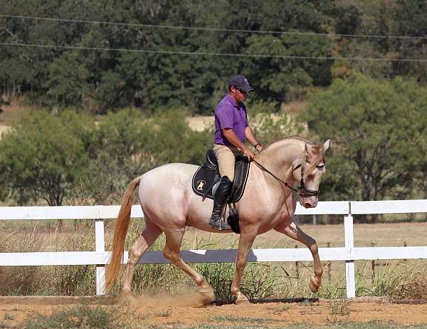 wow-andalusian-horse