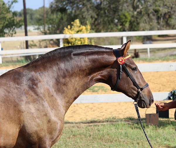 bloodlines-are-horse