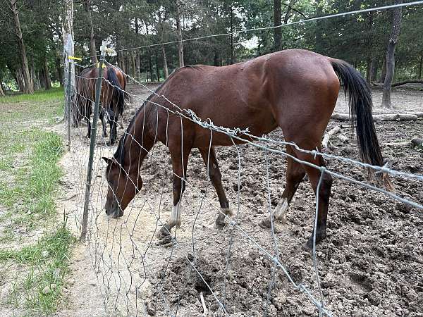 4-whites-star-strip-horse