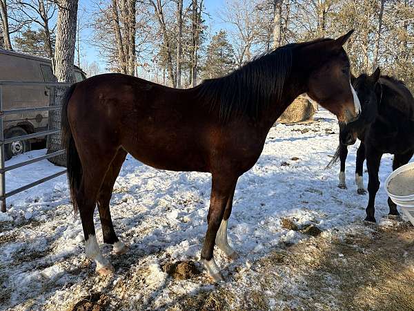 a-winner-anglo-arabian-horse