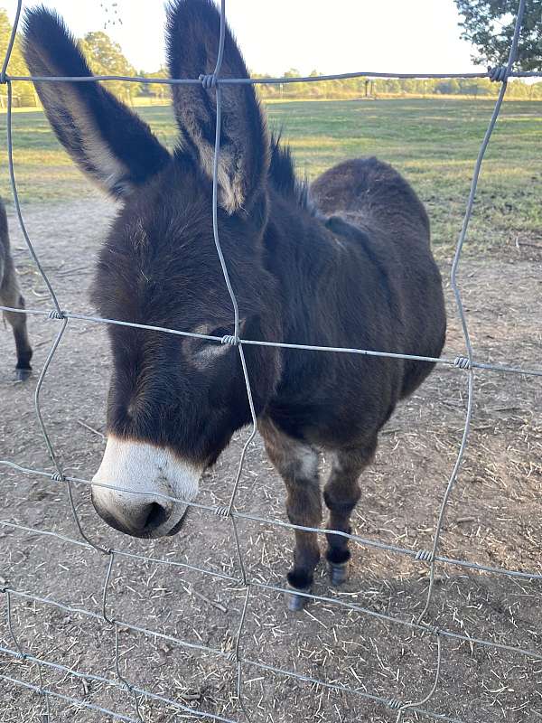 black-halter-trained-donkey