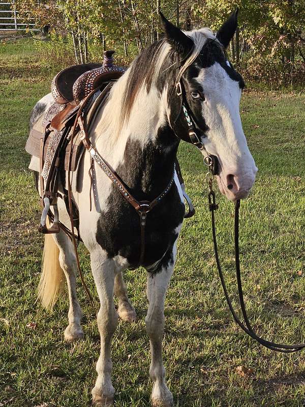 spotted-saddle-gelding