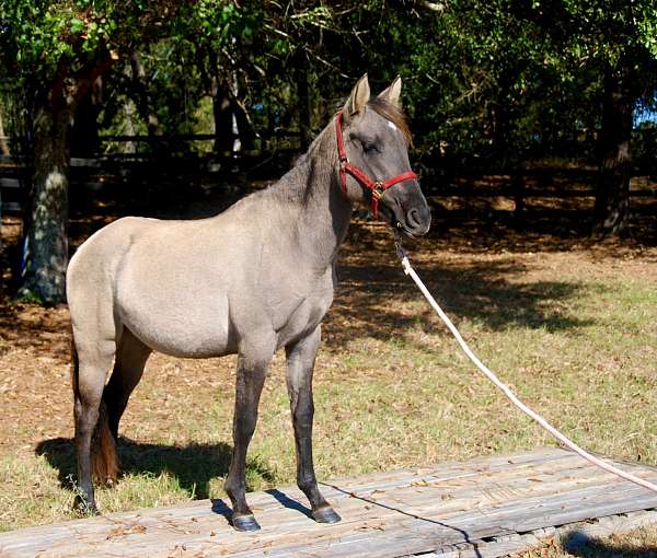 grulla-apha-filly-mare
