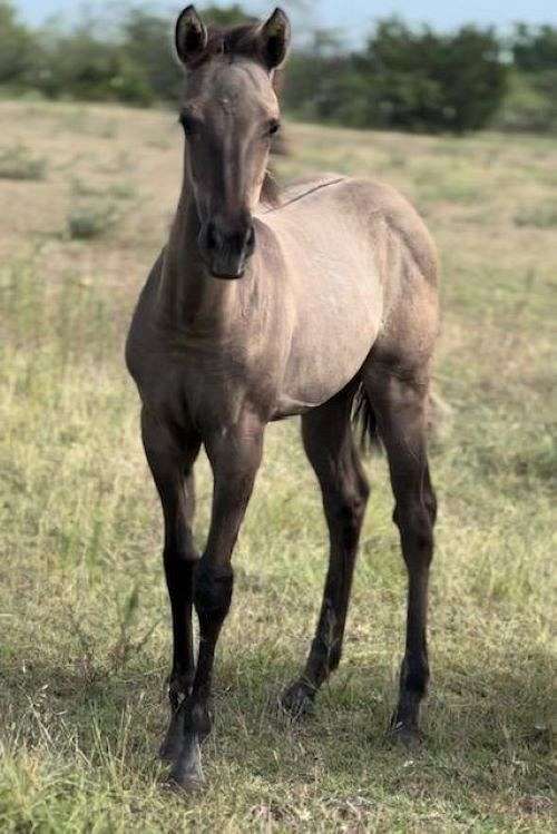 dun-grulla-ranch-horse