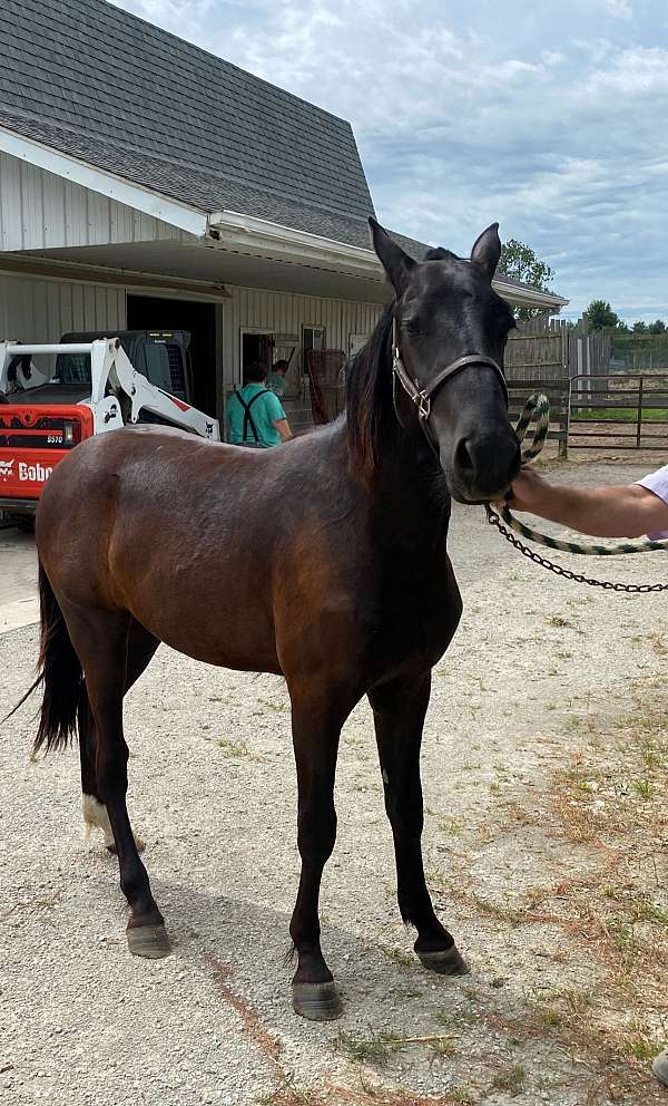 breeding-rocky-mountain-horse