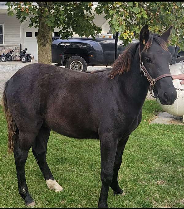 black-yearling-rocky-mountain-horse