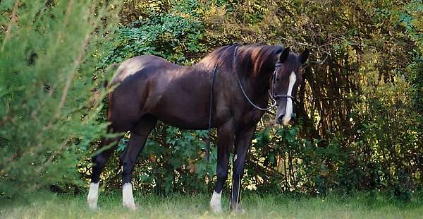 kfk-horse