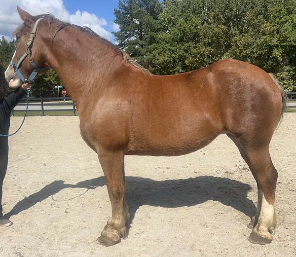 sorrel-belgian-mare