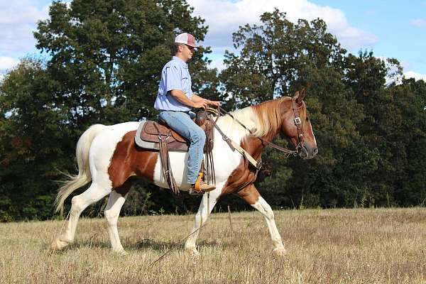 cowboy-mounted-shooting-gelding