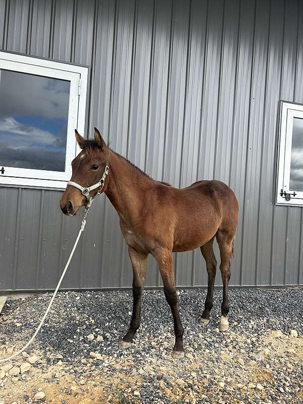 bay-mustang-quarter-horse-filly