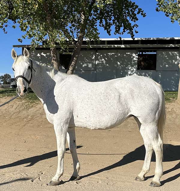 unique-color-thoroughbred-horse