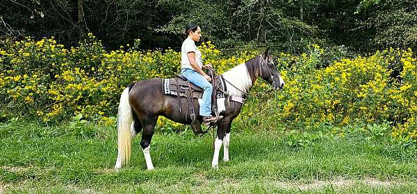 trail-gaited-horse-mare