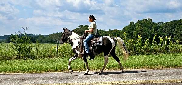 black-white-horse-mare