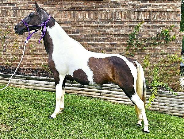 trail-gaited-horse-spotted-saddle