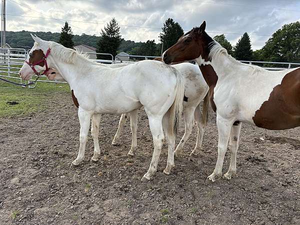 blue-eyed-hypp-nn-paint-horse