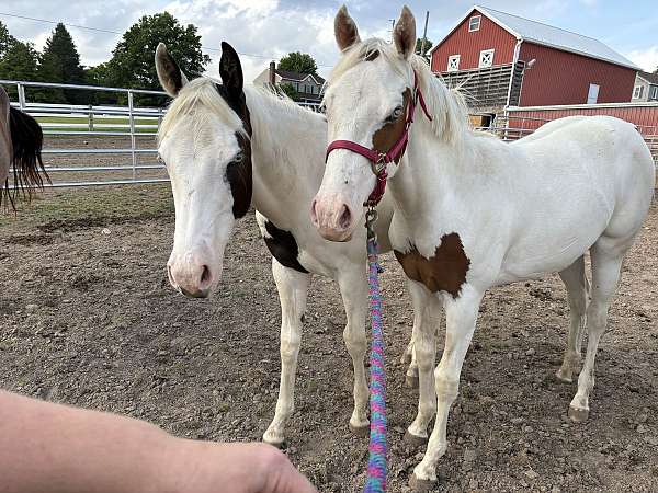 blue-eyed-hypp-nn-horse