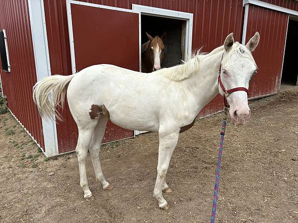 grand-sire-paint-horse