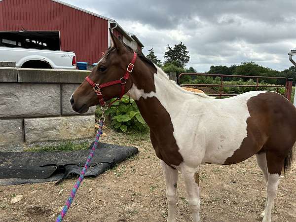 bay-filly-for-sale