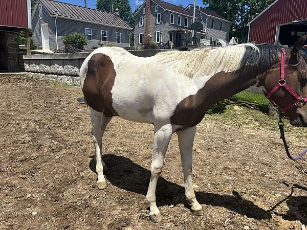 bay-paint-horses-for-sale