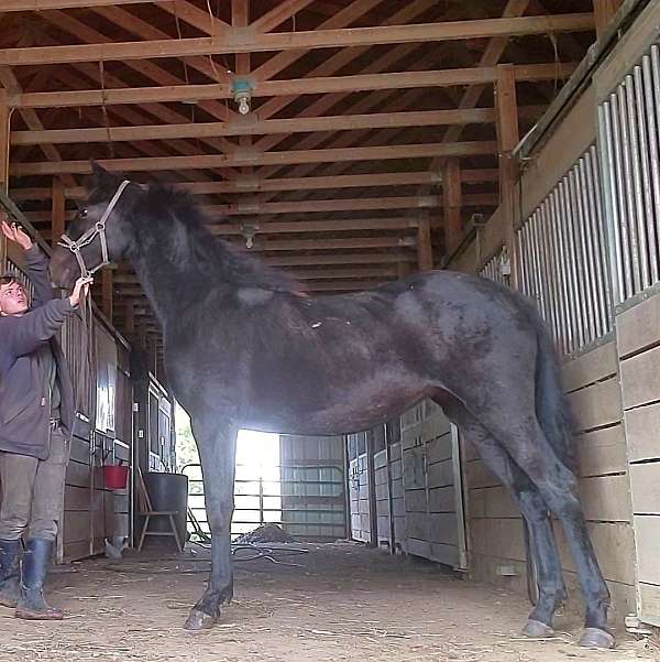 breeding-morgan-horse