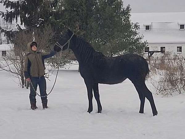 breeding-morgan-horse