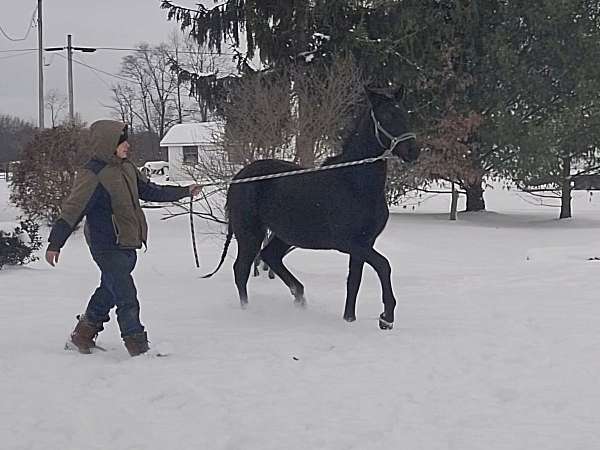 gentleman-morgan-horse