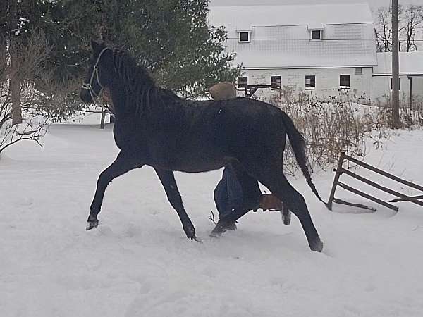 in-hand-morgan-horse