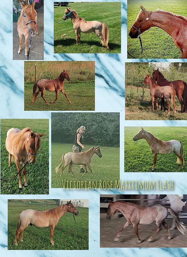 red-roan-roan-amha-amhr-colt-weanling