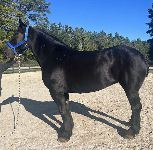 black-percheron-mare