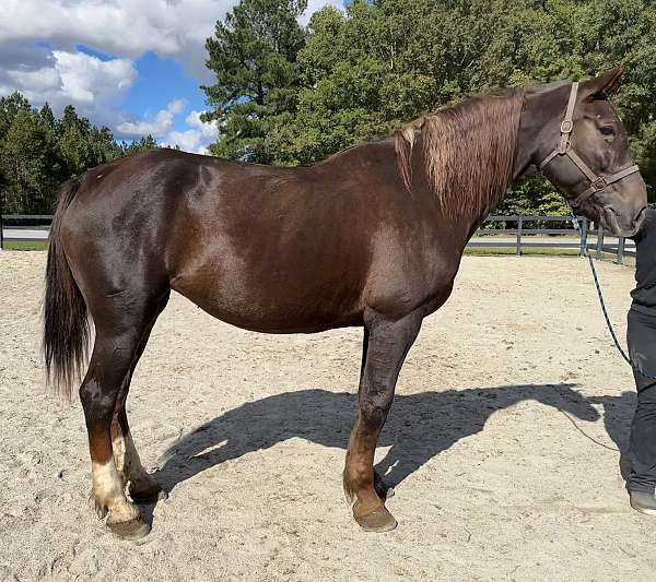 chestnut-draft-mare