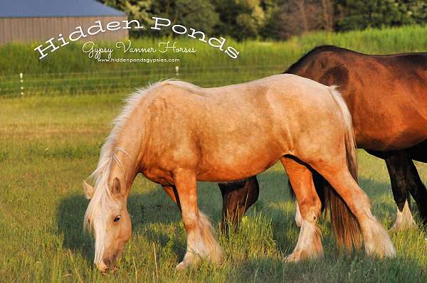 palomino-gypsy-vanner-yearling