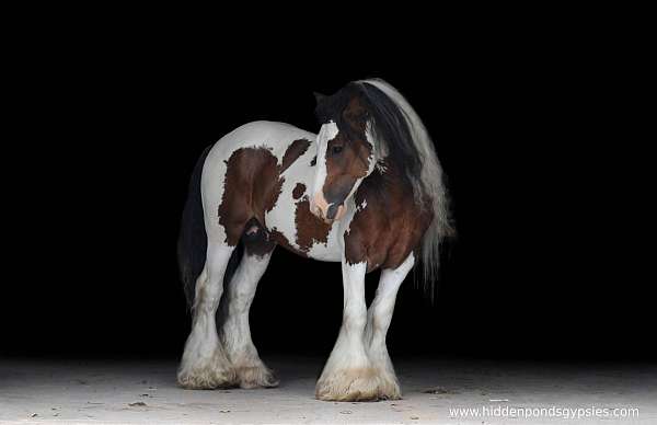 bay-tobiano-gypsy-vanner-gelding