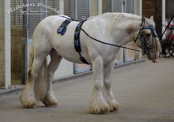 buckskin-gvhs-yearling