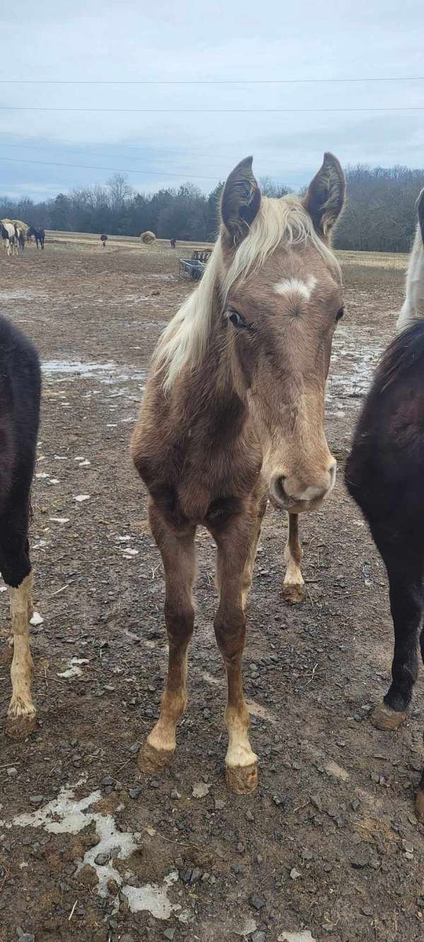colt-for-sale-rocky-mountain-horse