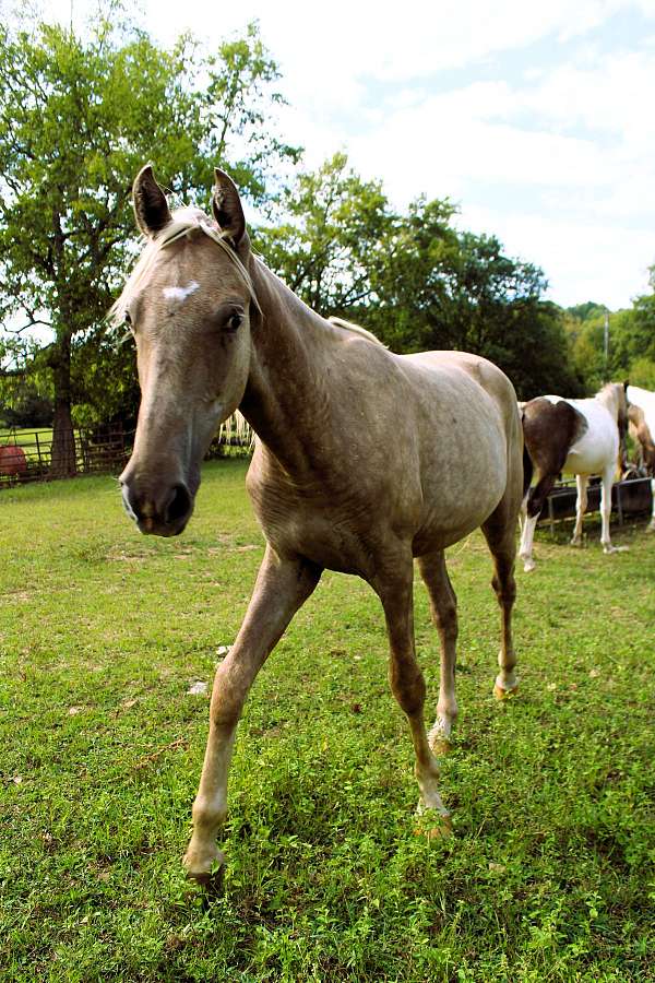 colt-for-sale-rocky-mountain-horse