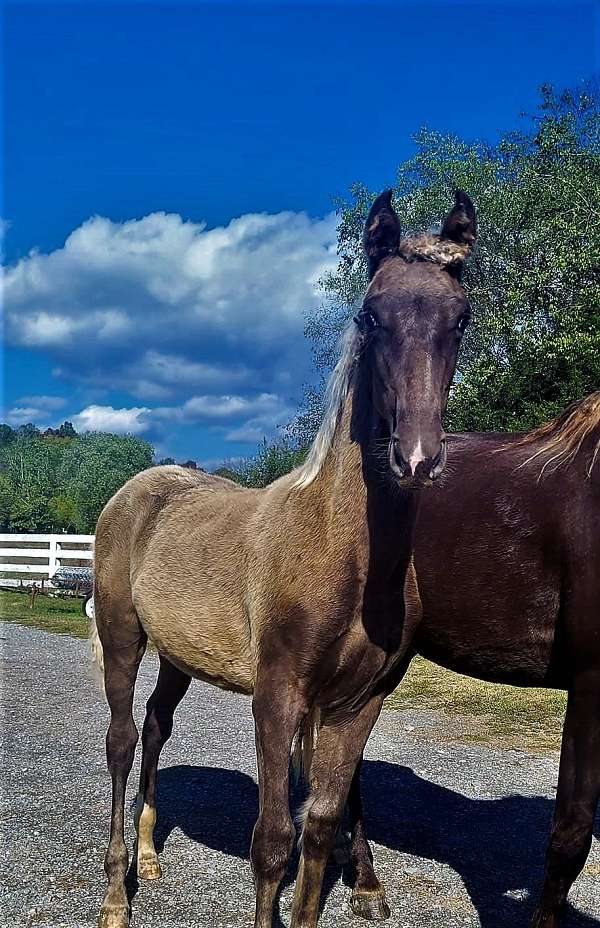 stud-colt-for-sale-kentucky-mountain-horse