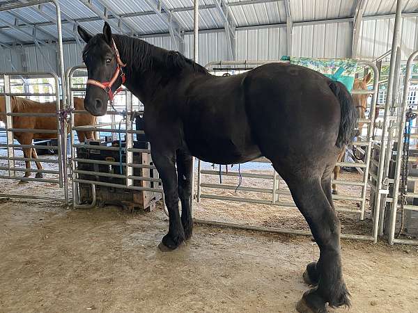 18-hand-percheron-gelding