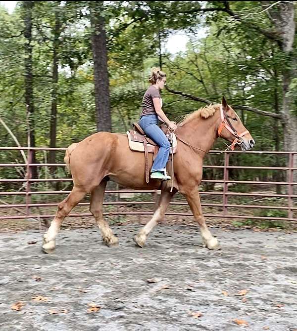 18-hand-belgian-gelding