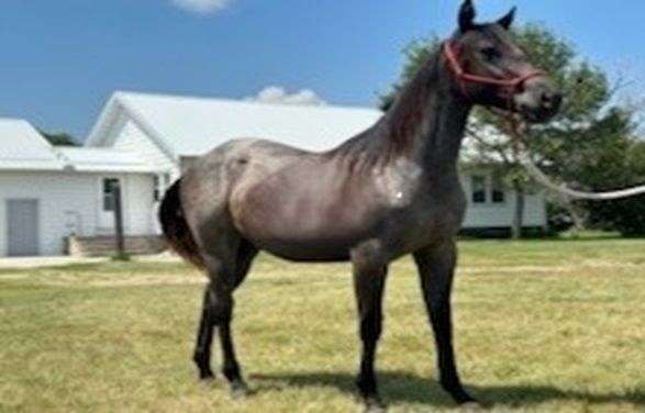 blue-roan-roan-reined-cow-horse