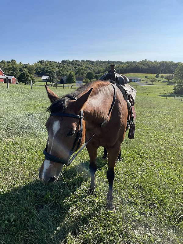 quarter-horse-mare