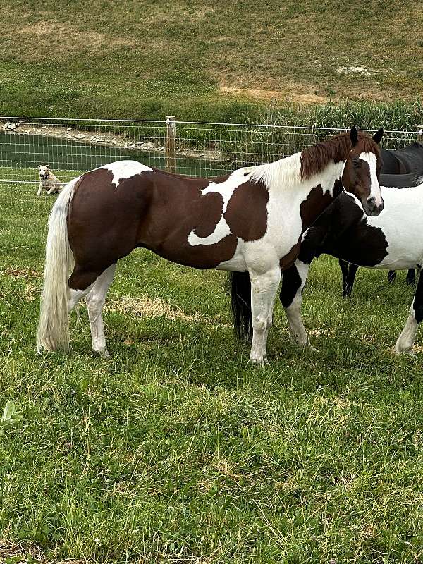 tobiano-ranc-horse