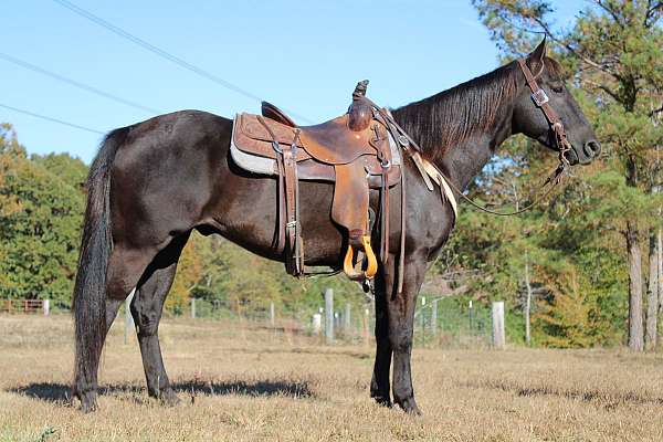 black-ranch-versati-horse
