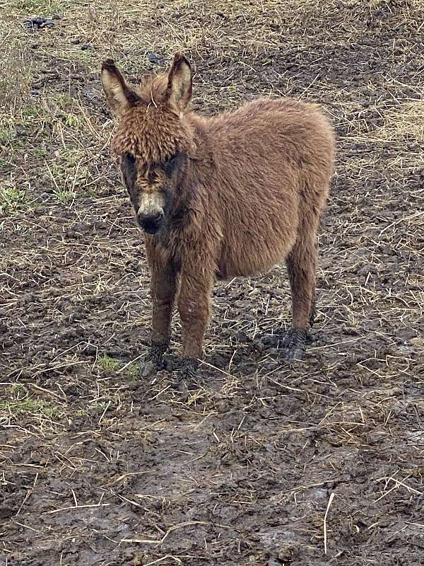 brown-donkey-colt