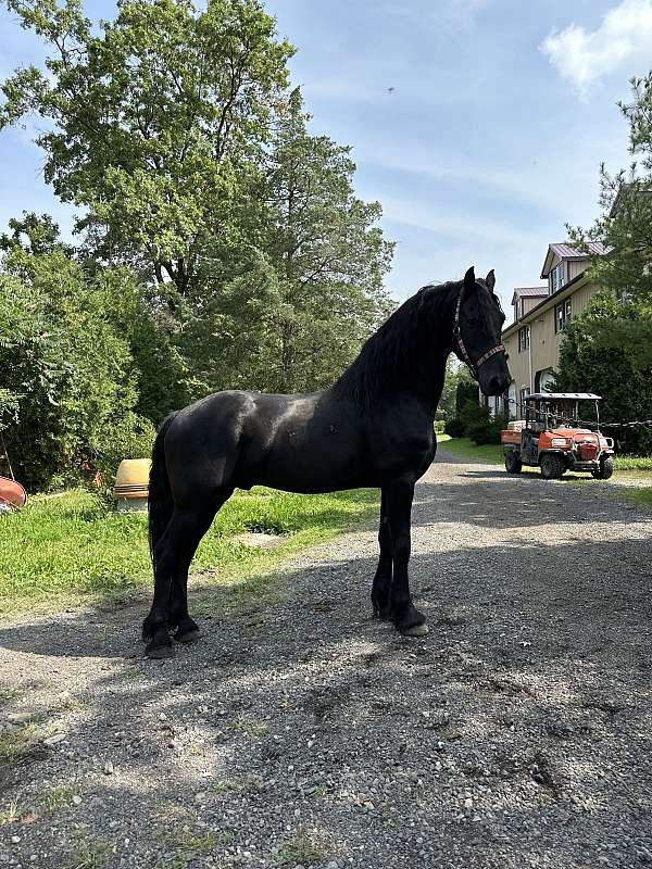 black-friesian-stallion