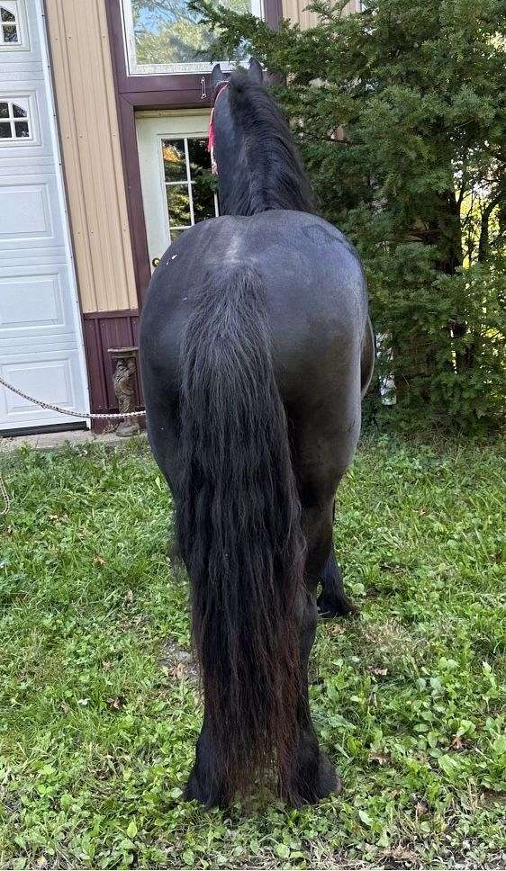 black-fps-stallion