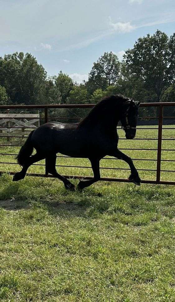 black-fps-horse