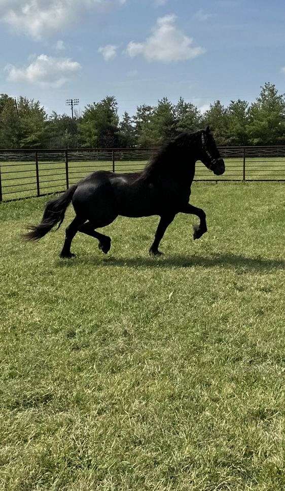 black-friesian-stallion